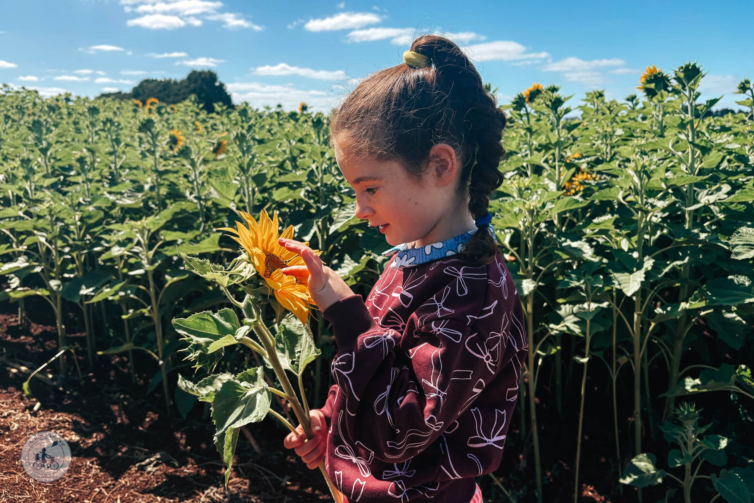 A Farm Full of Sunshine - U-Pick Sunflowers @ Girasole Yarra
